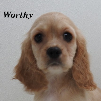 puppy, for, sale, Cockilear, Joe & Cherri  Overlease, dog, breeder, Miller, MO, dog-breeder, puppy-for-sale, forsale, nearby, find, puppyfind, locator, puppylocator, aca